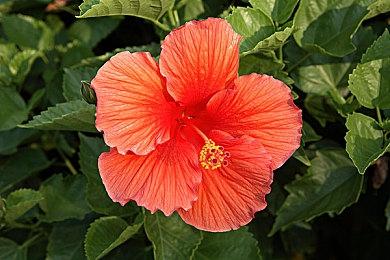 《战神4》PC版在Steam好评如潮 用电脑玩战神爽爆